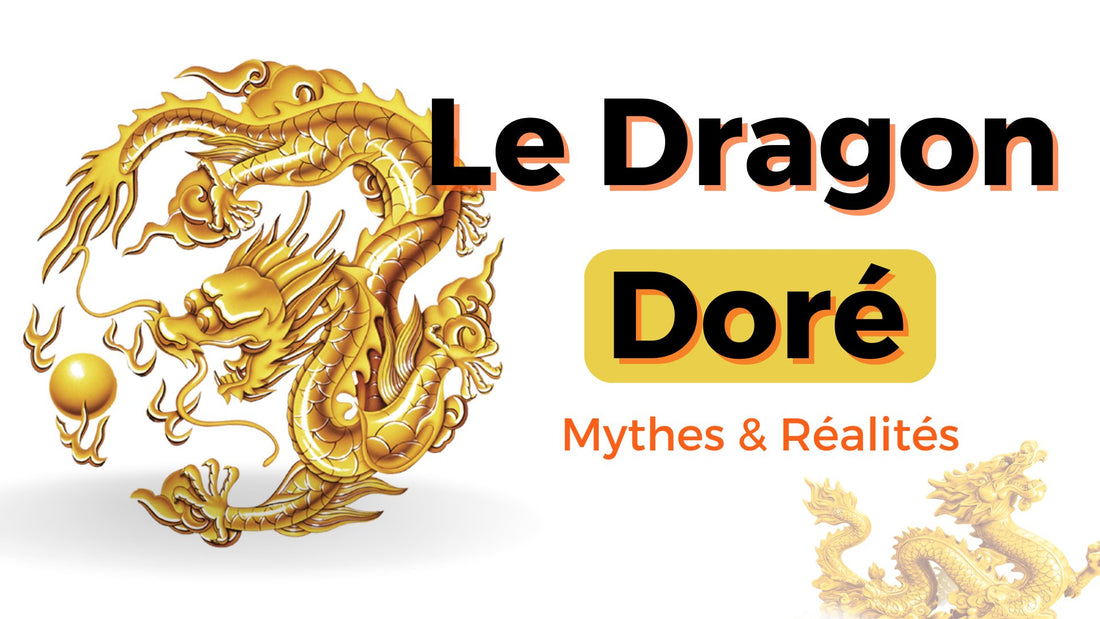 La Légende du Dragon Doré : Mythes et Réalités - DragonFinity