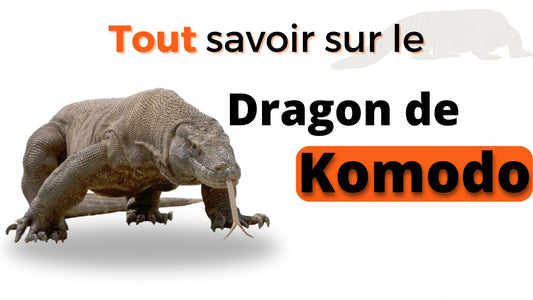 Tout Savoir sur le Dragon de Komodo ! - DragonFinity